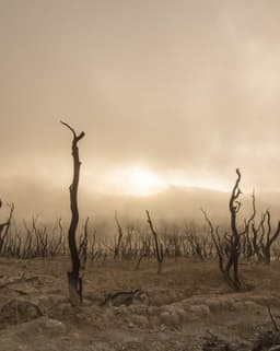 Luxurious Aluminum Shoes