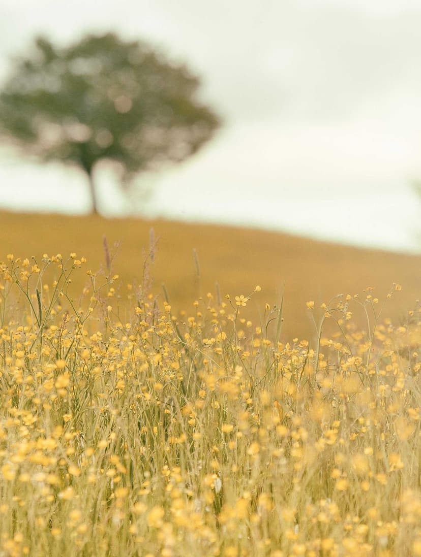 Image de la bouteille