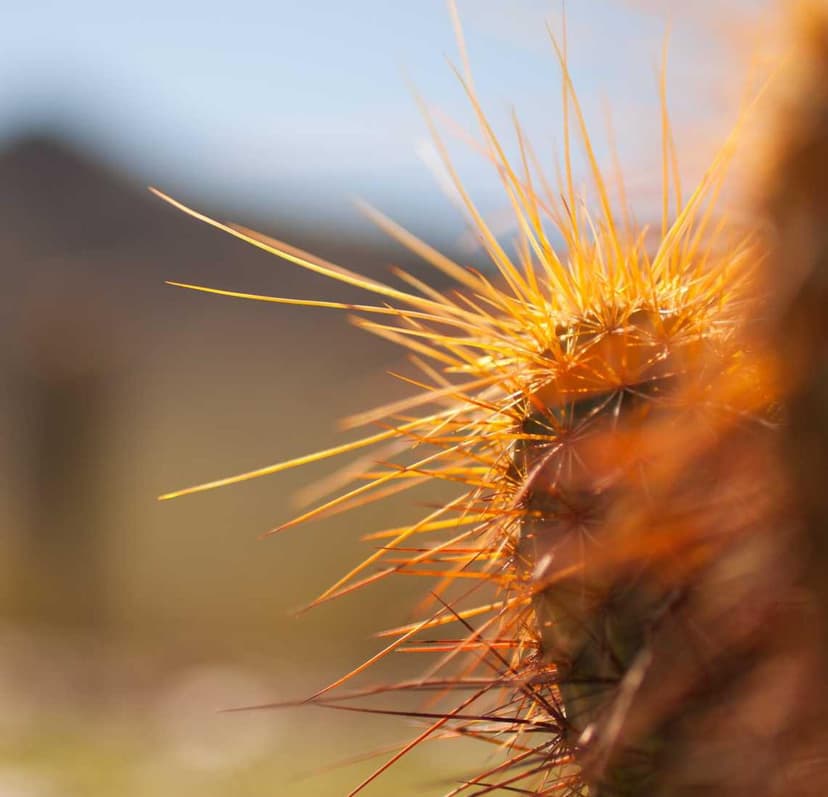 Image de la bouteille