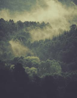 Licensed Bamboo Fish