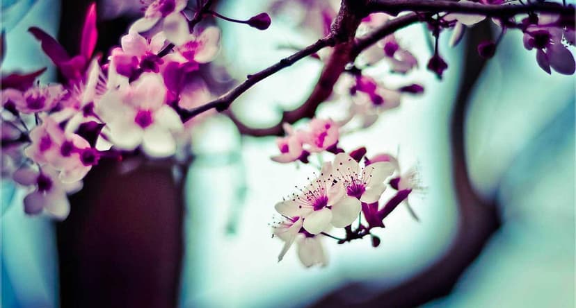 Image de la bouteille